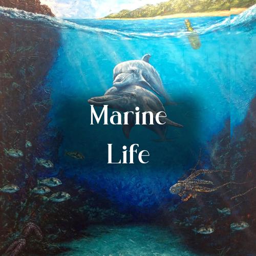 Trevor Mezak Marine Life