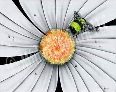 White Daisy Bumble Bee